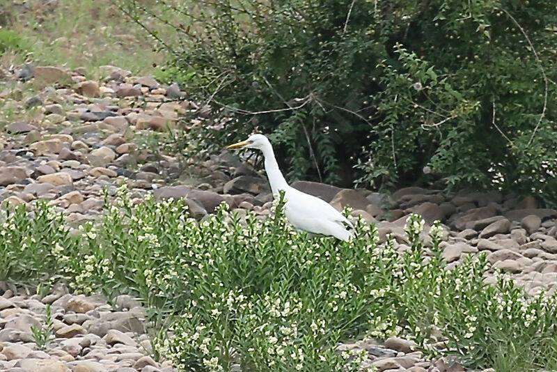 Aigrette de Chine