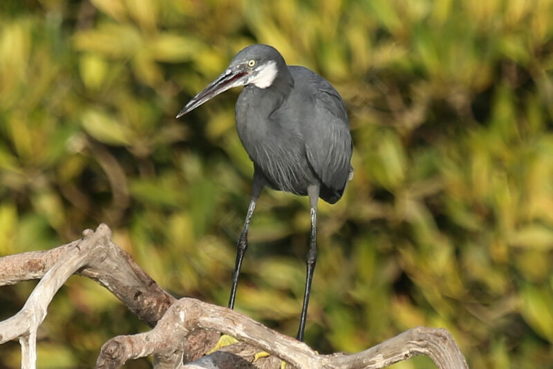 Aigrette des récifs