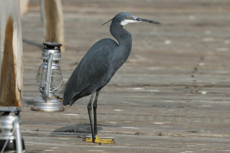 Aigrette des récifs