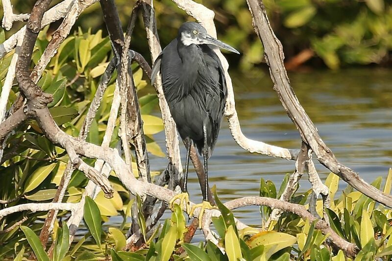 Western Reef Heron