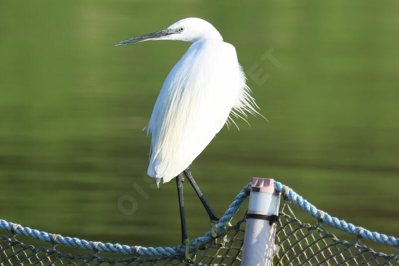 Little Egret