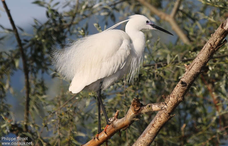 Aigrette garzetteadulte nuptial, identification