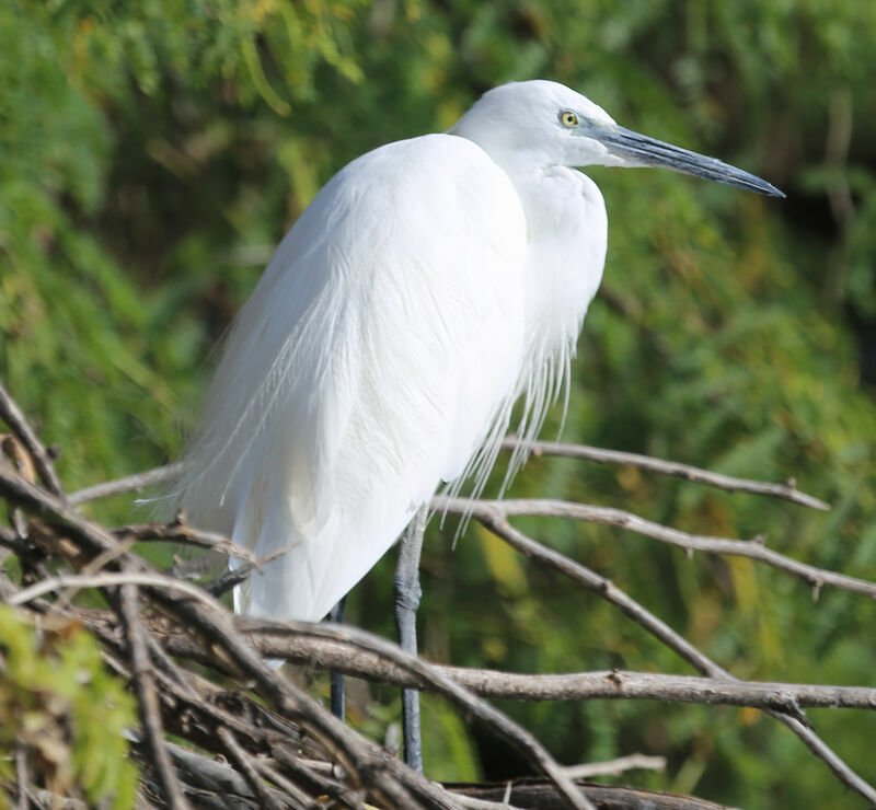 Little Egret