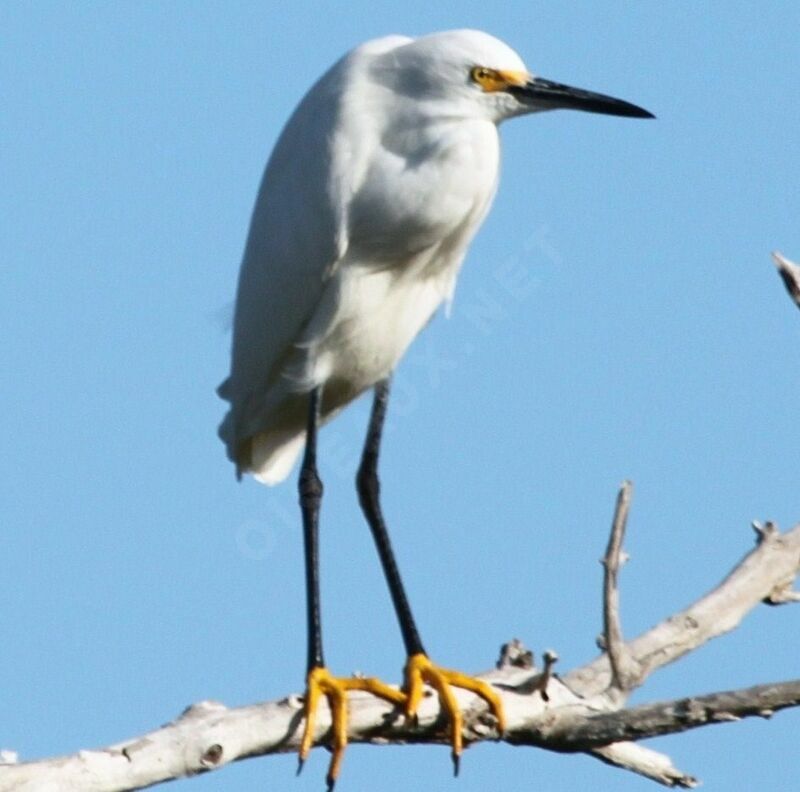 Aigrette neigeuse