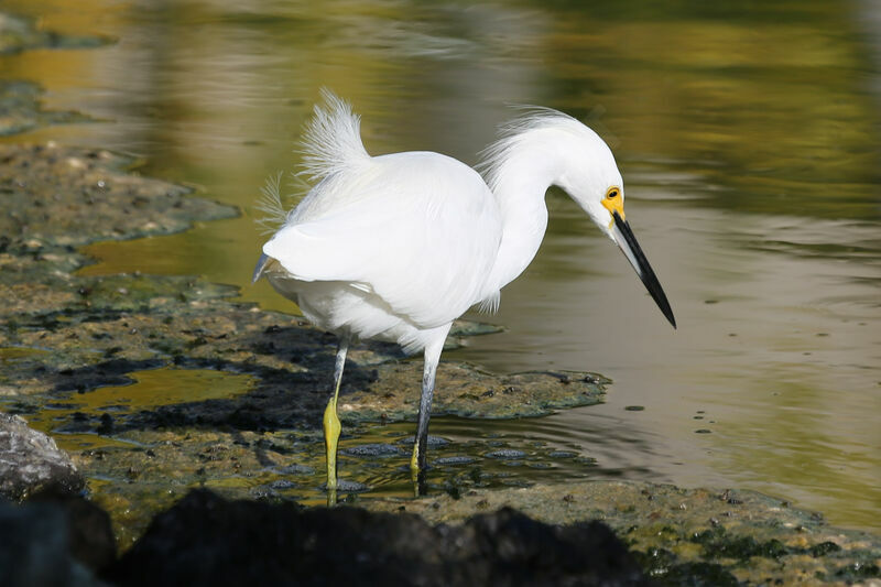 Aigrette neigeuse