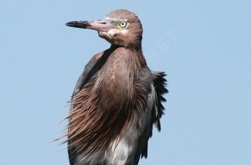 Reddish Egretadult