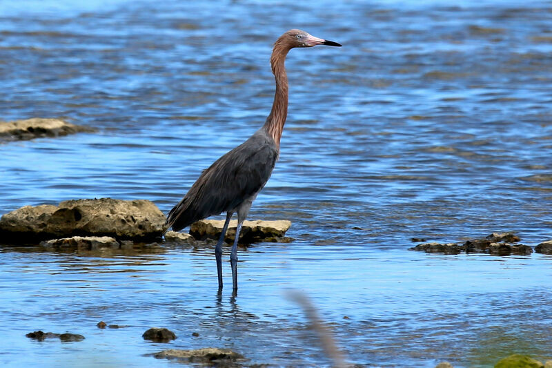 Reddish Egret