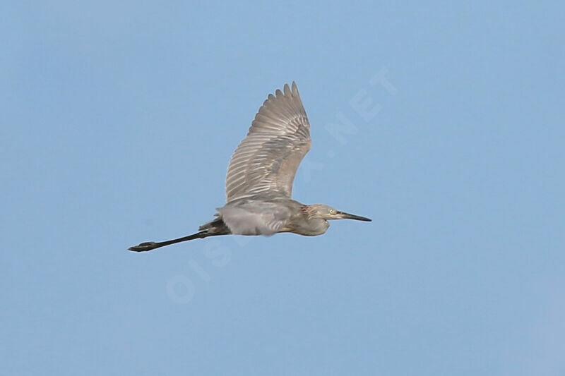 Reddish Egret