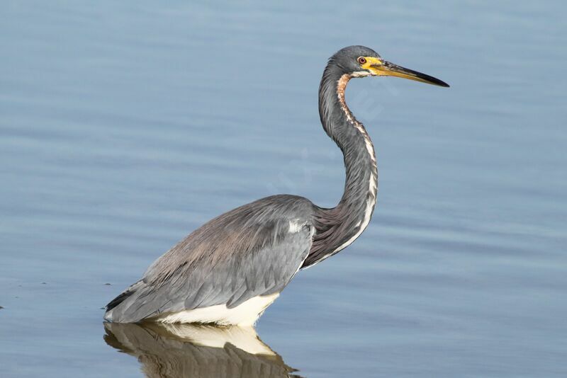 Aigrette tricolore