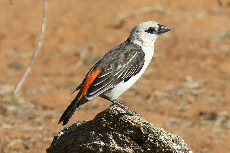 White-headed Buffalo Weaver