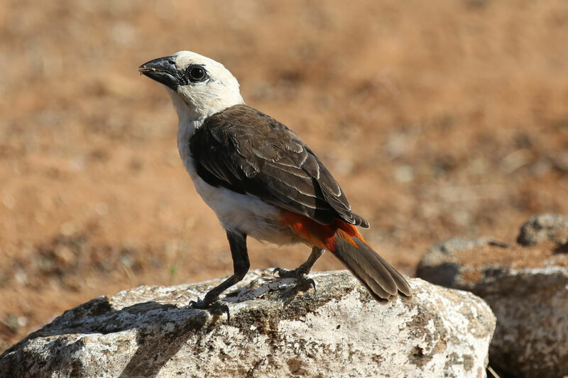 White-headed Buffalo Weaver