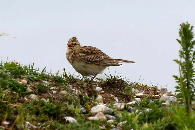 Eurasian Skylark