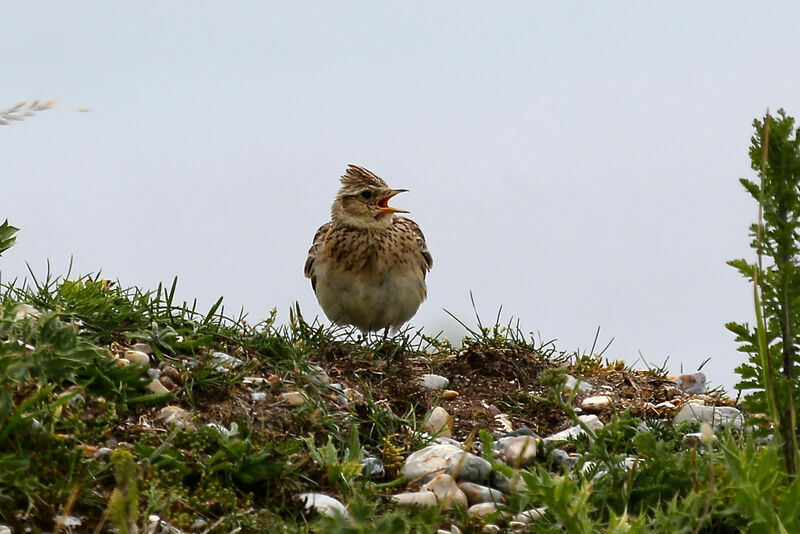 Eurasian Skylark