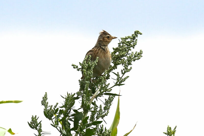 Eurasian Skylark