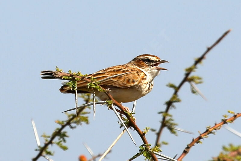 Fawn-colored Lark