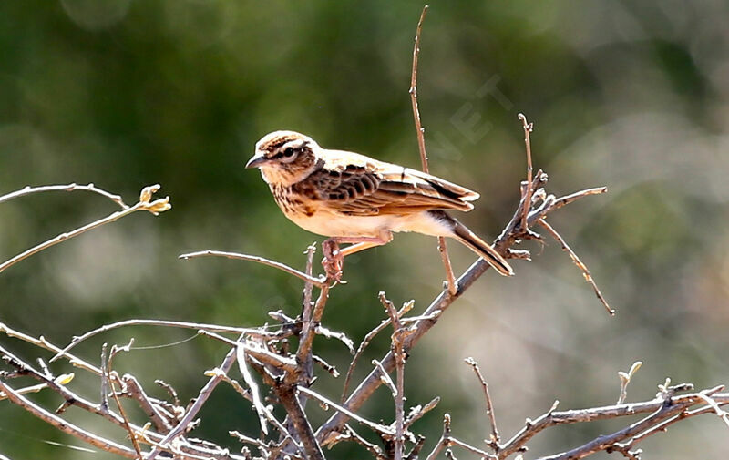 Fawn-colored Lark