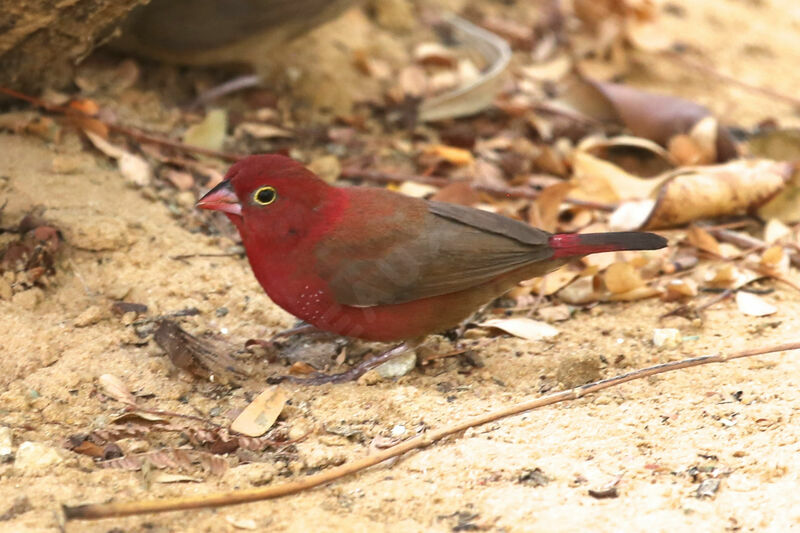 Red-billed Firefinch