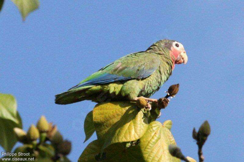 Amazone de Cubaadulte, identification