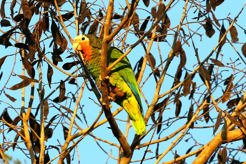 Amazone de Cuba