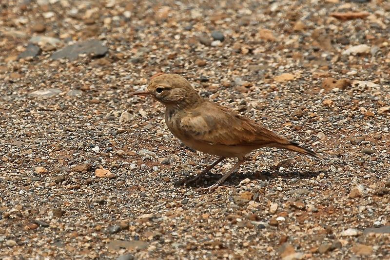 Bar-tailed Lark