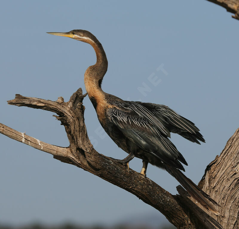 Anhinga d'Afrique