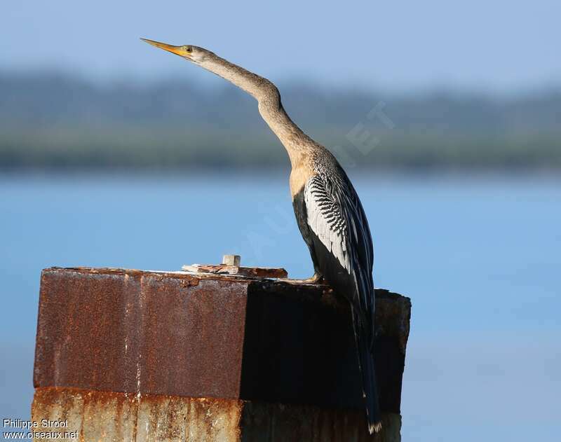 Anhinga female adult, habitat, pigmentation, Behaviour