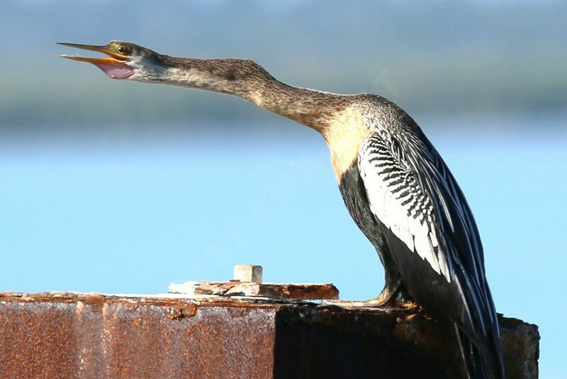 Anhinga