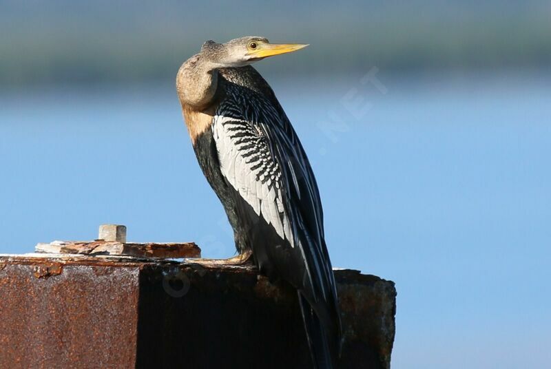 Anhinga d'Amérique