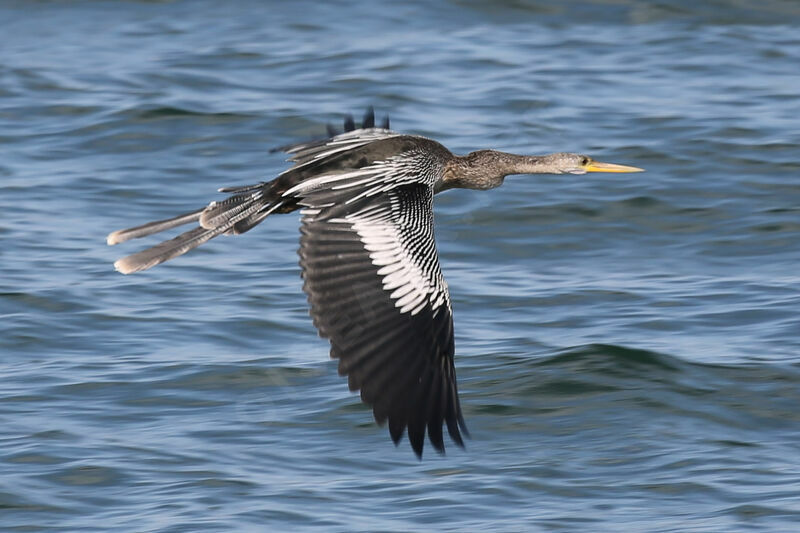 Anhinga d'Amérique