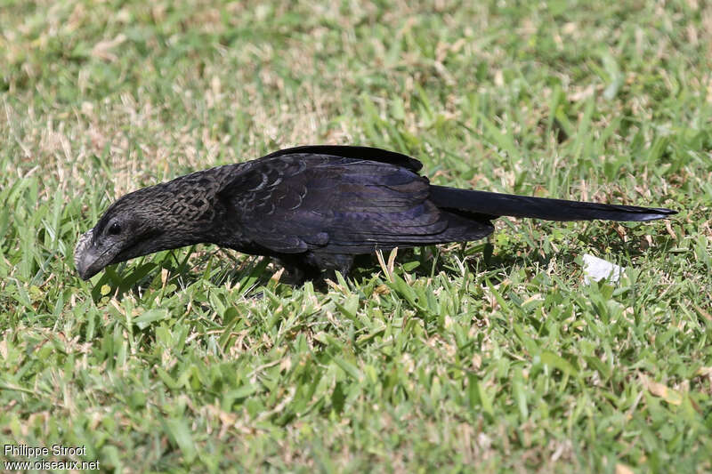 Smooth-billed Aniadult, fishing/hunting