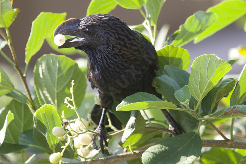 Smooth-billed Ani