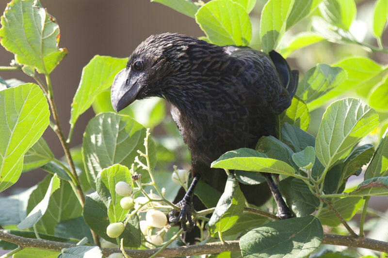 Smooth-billed Ani