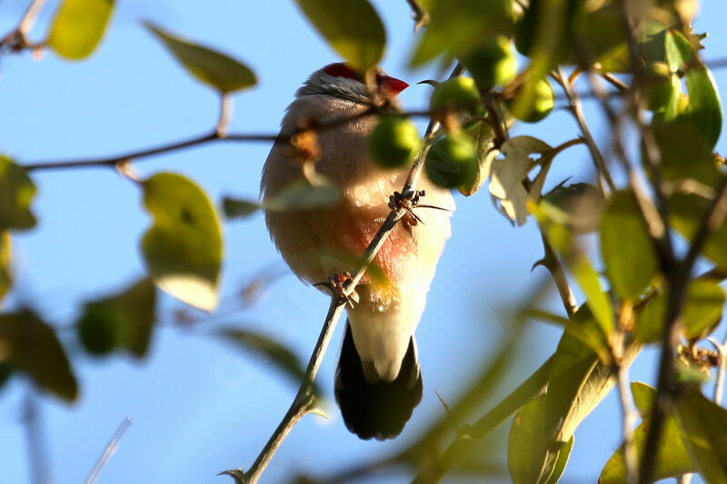 Black-rumped Waxbill