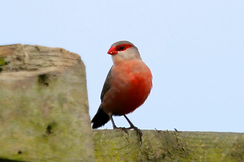 Common Waxbill