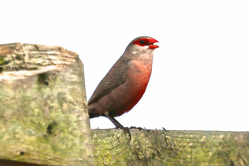 Common Waxbill