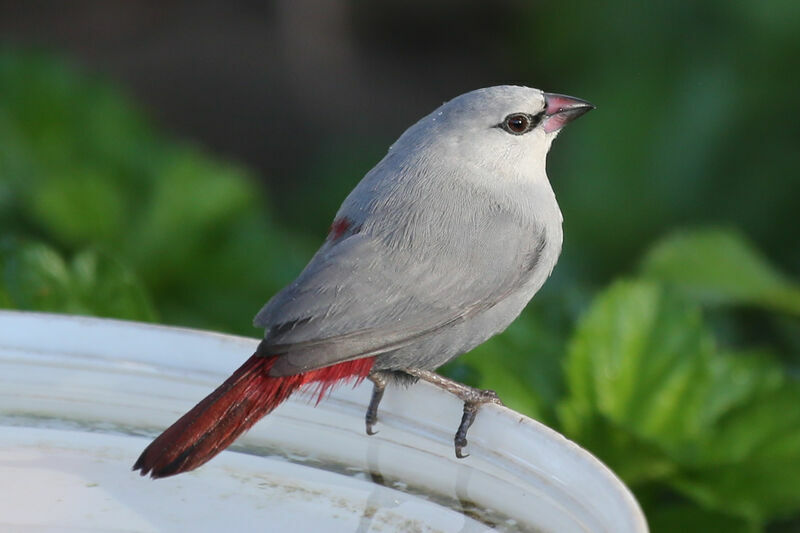 Lavender Waxbill