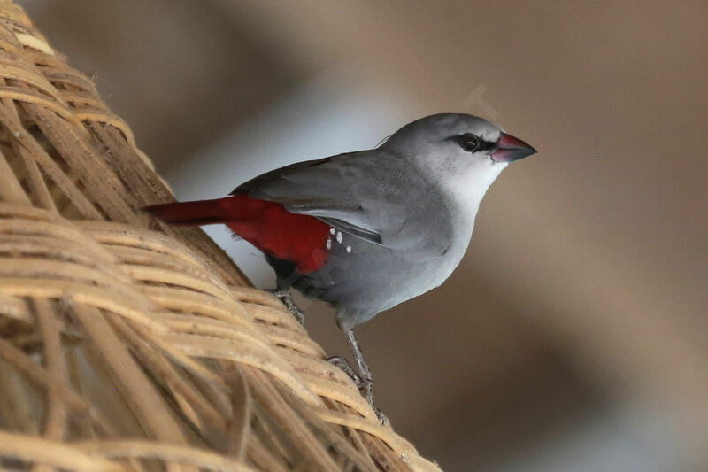 Lavender Waxbill