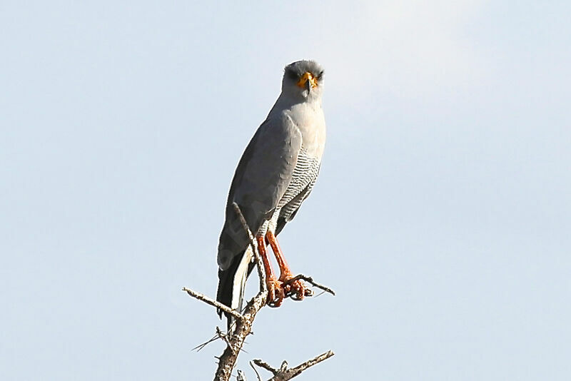 Eastern Chanting Goshawk