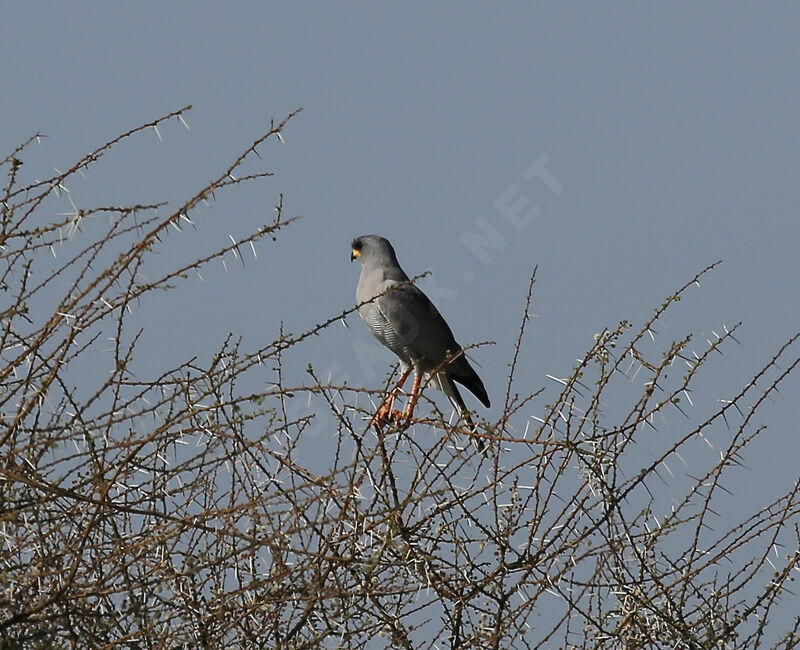 Eastern Chanting Goshawk