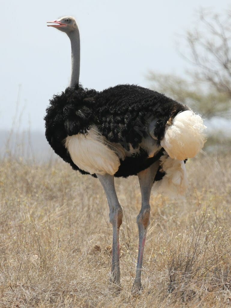 Autruche de Somalie