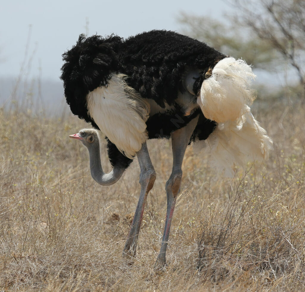 Autruche de Somalie