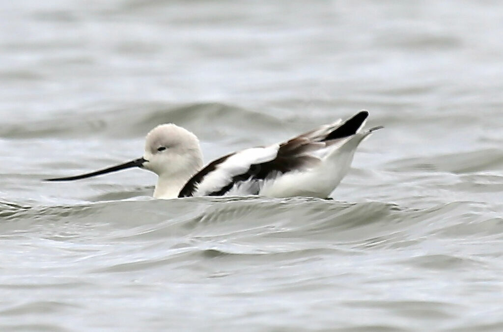 Avocette d'Amérique