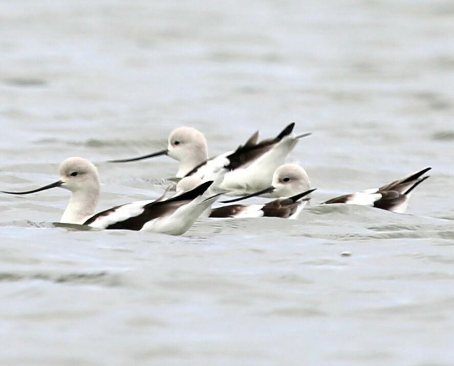 Avocette d'Amérique
