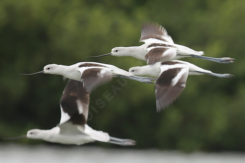 Avocette d'Amérique