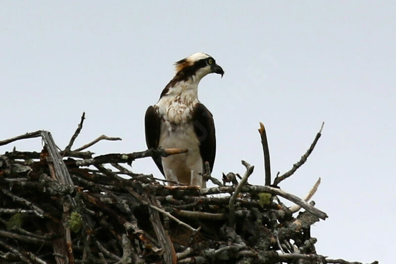 Balbuzard pêcheur