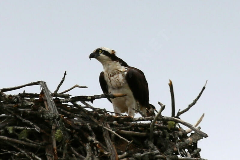 Osprey