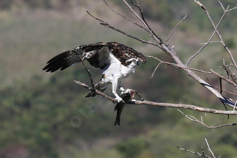 Osprey