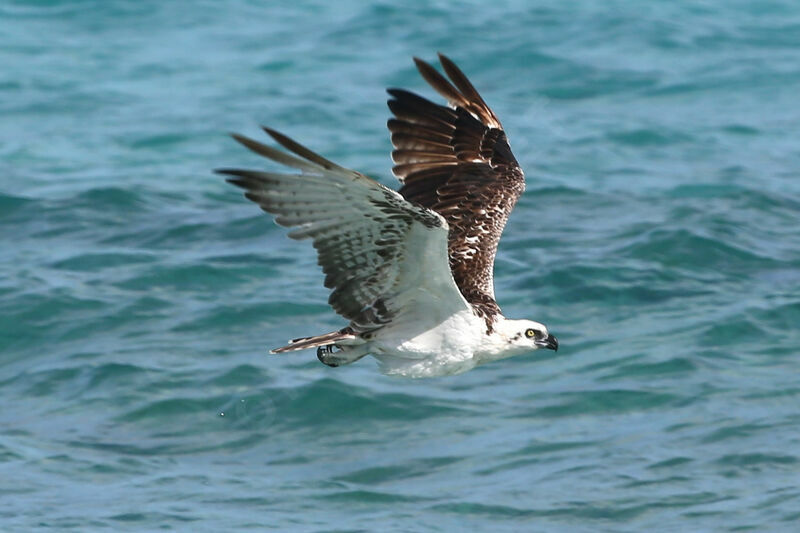 Osprey