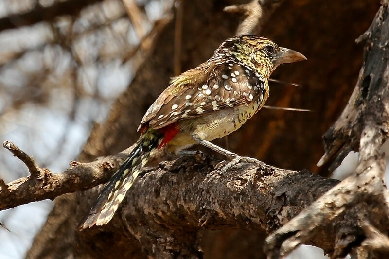 D'Arnaud's Barbet