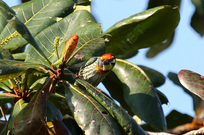 Barbu à plastron rouge